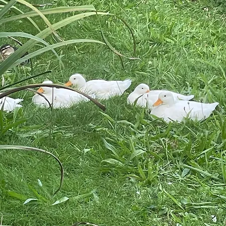 Marie Rose Διαμέρισμα *